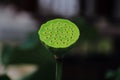 Seedpod of the lotus Royalty Free Stock Photo